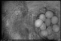 BirdBox2015-04-27_18.02.07